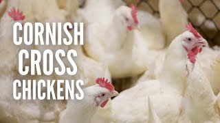 Cornish Cross Chickens: Everything You Need to Know