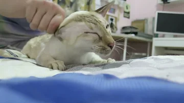 Можно ли гладить кошек против шерсти?