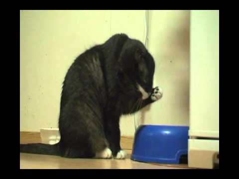 Video: Kuinka Kouluttaa Kissanpentu Juomaan