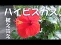 ハイビスカスの植え替え　Replanting of hibiscus