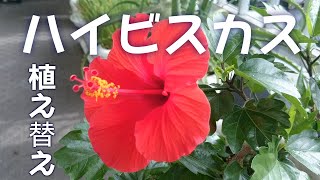 ハイビスカスの植え替え　Replanting of hibiscus