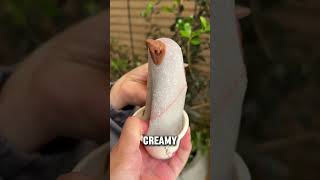 Food In Japan That Should Exist In Your Country 