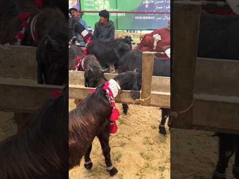 كيف يطعم المالك بيديه الماعز التي رب اها من قلبه