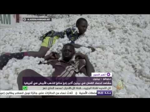 مشاهد لحصاد القطن في بينين أكبر رابع منتج للذهب الأبيض في أفريقيا
