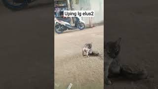 16 Juni 2026#brahim#shortvideo #shorts