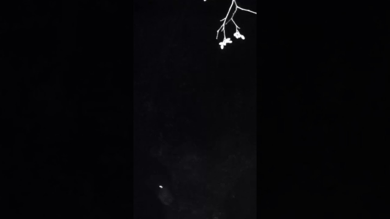 BLACK BEARS ON TRAIL CAM AT NIGHT! 