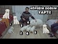 KÖPEĞİM DOĞUM YAPTI ! YAVRU SAMOYED KURT KÖPEKLERİM