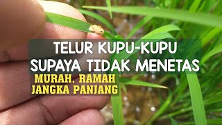Buat Telur Penggerek Batang Tidak Netas