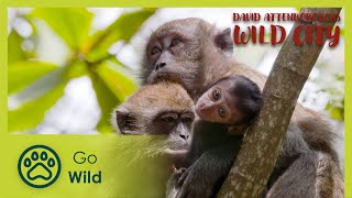 Islands| David Attenborough's Wild City 3\/6 | Go Wild