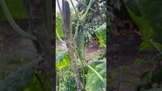 Bio-Ernte: Das Ergebnis harter Arbeit!#BioGarten #BioLandwirtschaft #Ernte #Gartenliebe