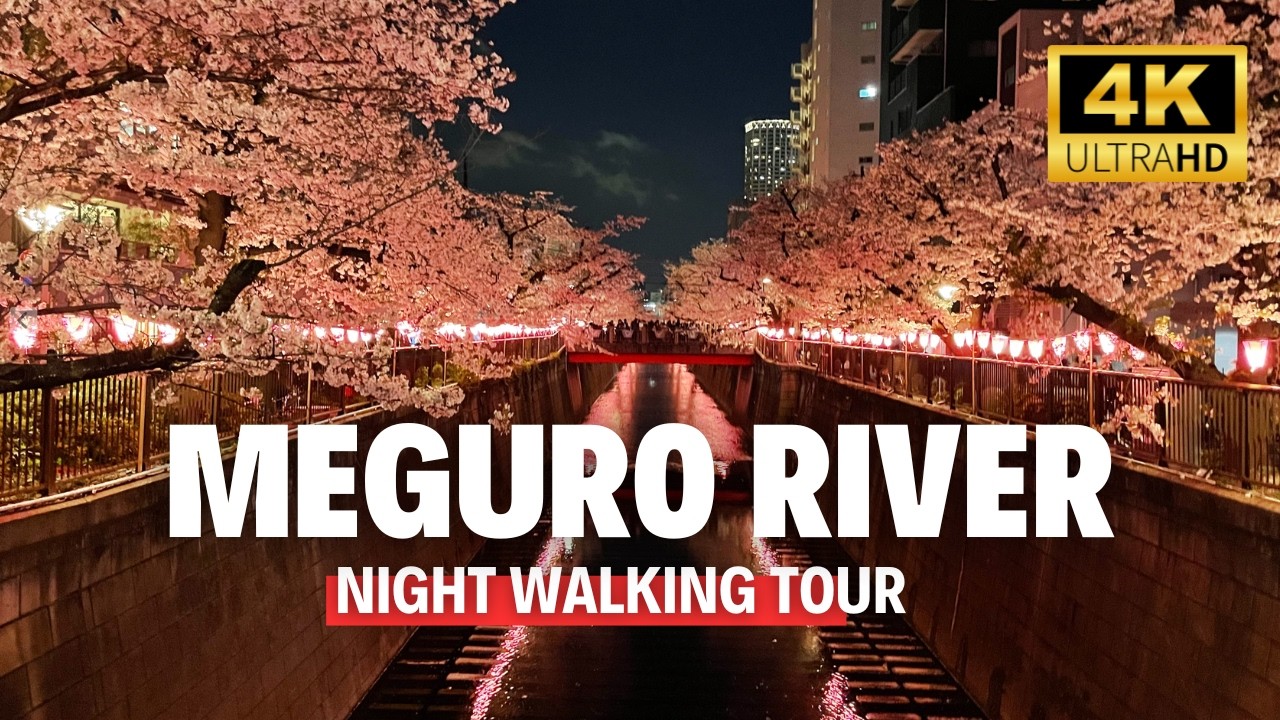 🌸 Meguro River Night Walk | Cherry Blossoms in Full Bloom | Tokyo Spring 4K