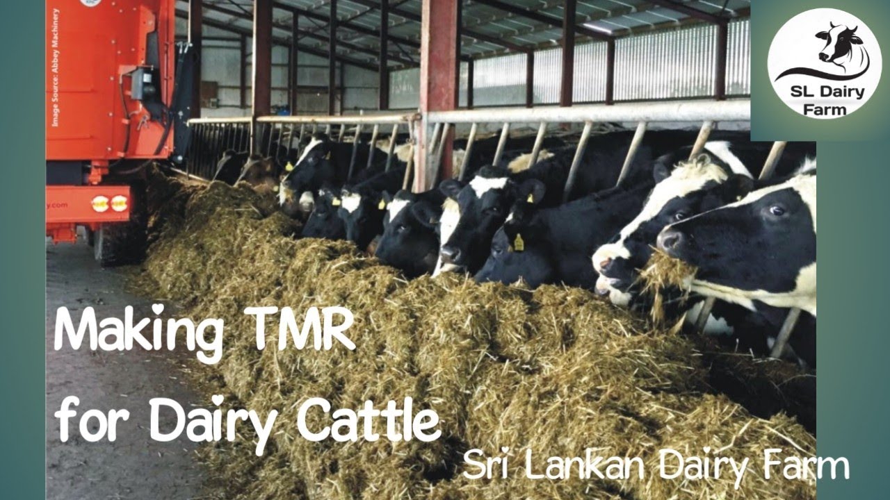 TMR ,Total Mixed Ration making for Dairy Cattle (@Sri Lankan dairy farm ...