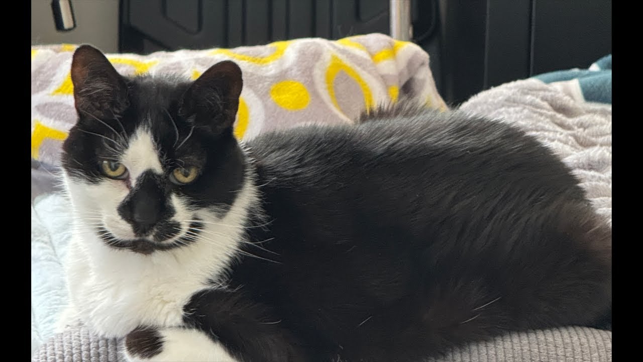 Cat videos JTB is live: Soft and dreamy Cat Cam