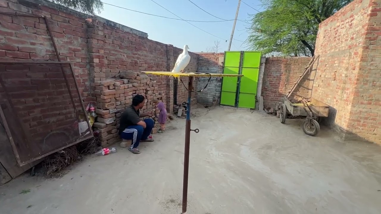 ਅੱਜ ਤਾ ਦੋਵੇਂ ਖੁੱਡੇ ਖਾਲੀ ਕਰਤੇ ॥ ਸਾਰੇ ਕਬੂਤਰ ਹੀ ਉੱਡਾ ਤੇ ਅੱਜ 🕊️॥ ਸਾਰੇ ਹੀ ਸਿੱਧੇ ਵਾਪਸ ਆ ਗਏ 🕊️॥ ਦੋਖੇ ਵਿਡਿਉ 