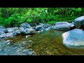 🌿 Gentle Stream Sounds for Sleep, Calm Mind and Relaxation 💤