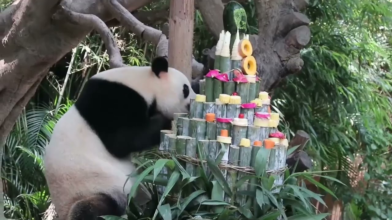 世界唯一の三つ子パンダが8歳に 広東省広州市 - YouTube