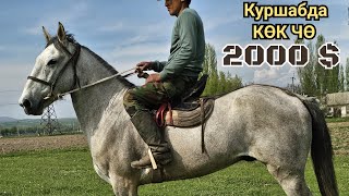 жөндүү баада КӨК ЧӨ КУРШАБДАН ➡️15 апреля 2024 г.