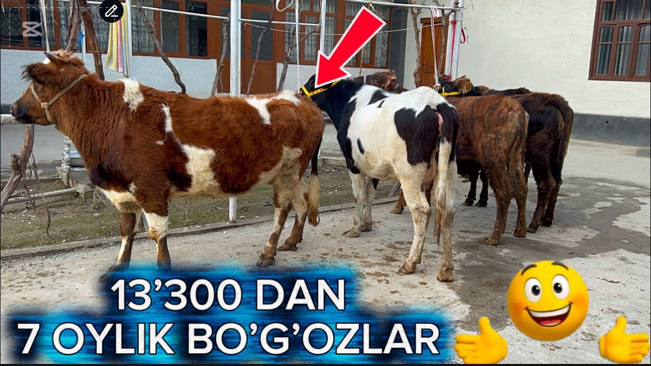 13.300 DAN ARZONCHI TOGAMIZDAN YANA BOGOZLAR QOLGA KELIB QOLGAN 2026-02-03