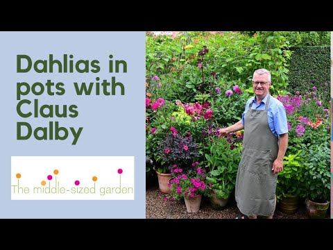Video: Dahlia Support Ideas - Was sind die besten Möglichkeiten, Dahlien zu pfählen?