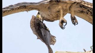 Osprey bird slide show by J Harris Photography screenshot 5