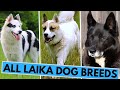 All Laika Dog Breeds