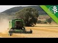 Grannenweizen Dreschen mit John Deere 2256 Hillmaster