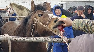 ТАРАЗ МАЛ БАЗАРЫ//АЙҒЫР|БИЕ|АҚТАН|БАЙТАЛ|ЖАБАҒЫ БАҒАЛАРЫ 👍👍👍 19.12.2021