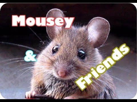 Mousey & Friends Escape Hospital - Children's Bedtime Story/Meditation