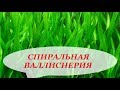 Валлиснерия спиральная, уход, размножение, болезни, почему не растёт. Аквариумные растения.