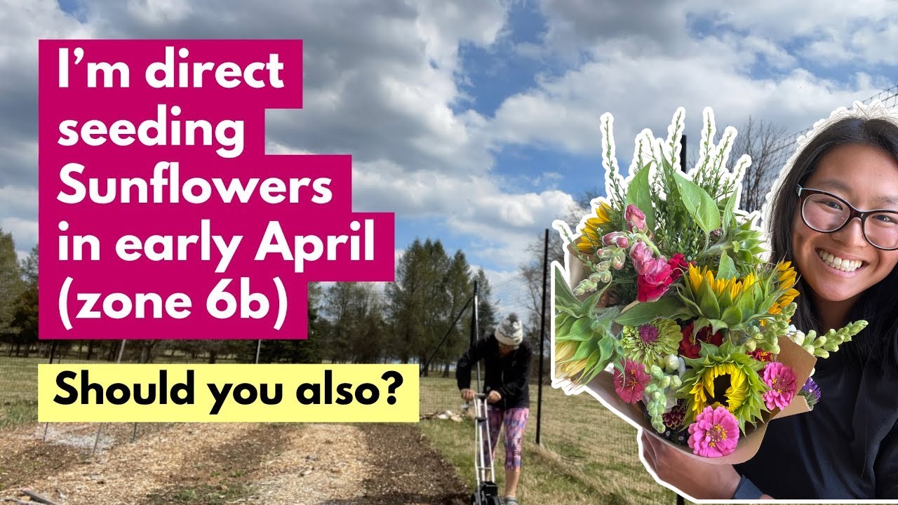 I'm direct seeding Sunflowers in early April (zone 6b). Should you also