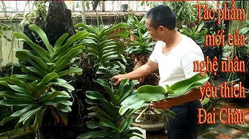 Tác phẩm mới của nghệ nhân yêu thích phong lan Đai châu