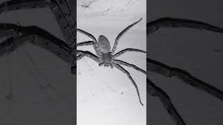 spider 🕷️ #spider #insects #trending #shorts #trending