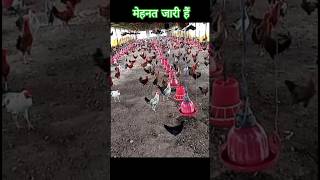 Desi murgi palan 🐓 #desimurgi #poultry #shorts #shortsfeed #farming #agriculture