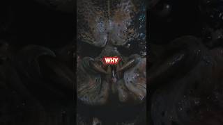 Why the Predator Never Kills the Weak #predator #moviefacts #horrortok #prey #scifi #horror #movie