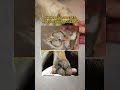 Уход за лапами ОЧЕНЬ важная часть ухода! Регенерирующая мазь на ВБ: 271212407 #обзорывб