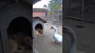 Angsa Jahil 🫠 #videolucu #anjing #petasan