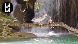 Experimental short film Winter in the Rainforest - by Anu-Laura Tuttelberg