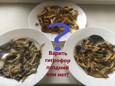 Варить или нет гигрофор поздний? Вкус жареного гигрофора позднего после отваривания и без