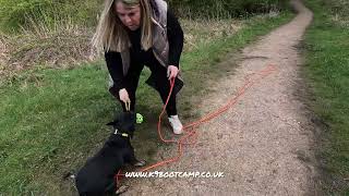 basic obedience for French bulldog Pringles by K9 boot camp, Andi Jackson 92 views 5 days ago 11 minutes, 3 seconds