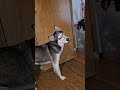 Aries the Husky: Walk is what I want! #ariesthehusky #ytshorts #huskies #dogvideos (5/21/26)