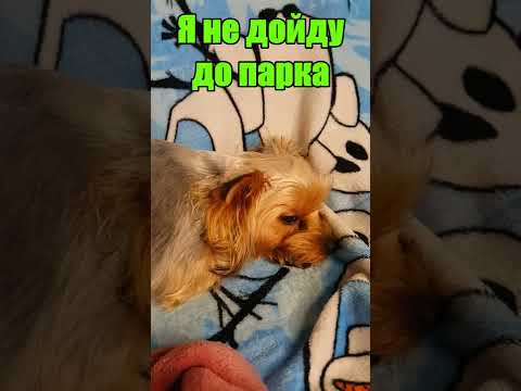 Приколы с собаками