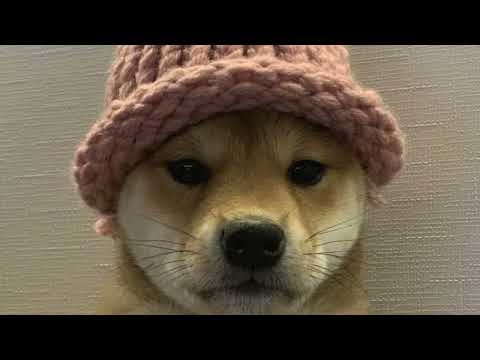 Dogwifhat Down Double Digits as Meme Coins Retrace Last Week's Gains