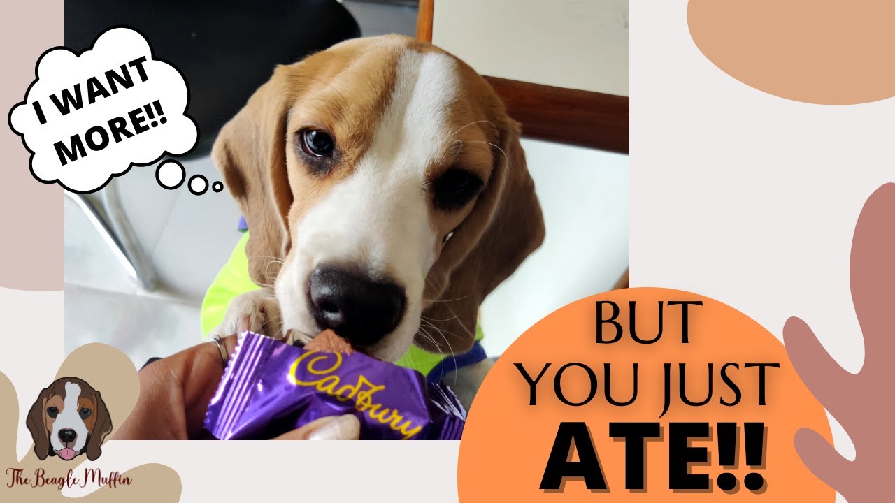 Why Is My Beagle Always Hungry?