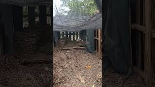 Small flock of hens, homesteading at its best.