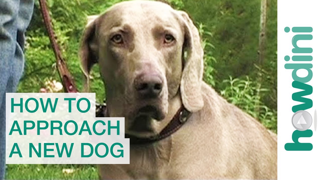 How to approach and greet a new dog - YouTube
