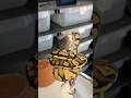 🚺Wookie Pastel Yb/Gravel Feeding #animals #shots #eminem #reality #feeding #ballpython #viral #dc
