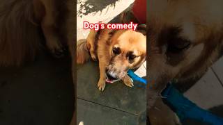 pet's love 💕 #dog's fun#animal lover #funny #ytshorts