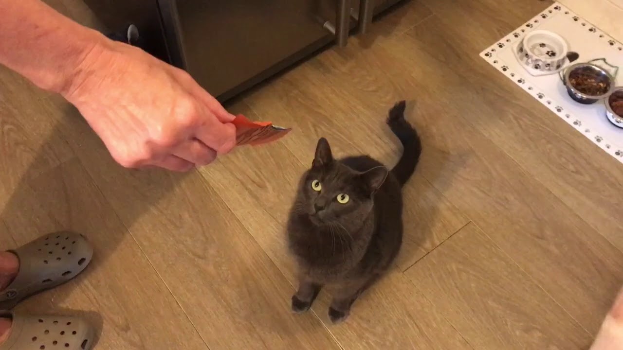 cat 