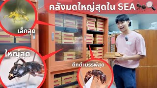 EP 61 ตะลุยคลังเก็บตัวอย่างมดที่ใหญ่ที่สุดในภูมิภาค!! | MORE MOD