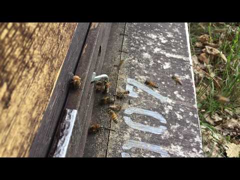 Bienen gegen Wespe am 15.07.2018